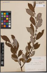Foto von Salix cinerea L. x Salix nigricans Sm.